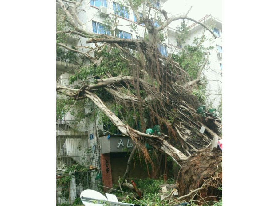 石鼓路大榕樹，在莫蘭蒂的吹襲中連根拔起2_集美石鼓路商圈