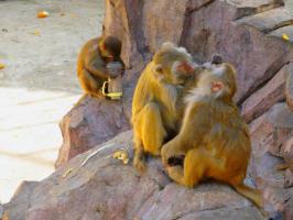 薌城漳州動(dòng)物園 (4)_薌城漳州動(dòng)物園