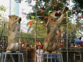 薌城漳州動(dòng)物園 (6)_薌城漳州動(dòng)物園