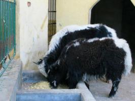 薌城漳州動(dòng)物園 (1)_薌城漳州動(dòng)物園