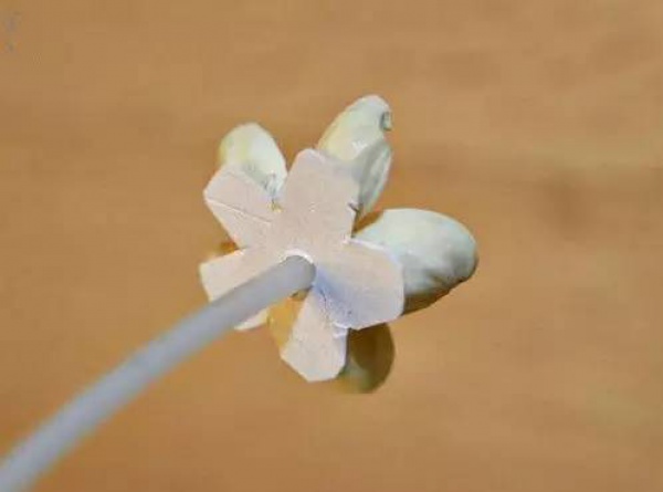 開(kāi)心果殼吃完千萬(wàn)別扔，它還有9大逆天用處！