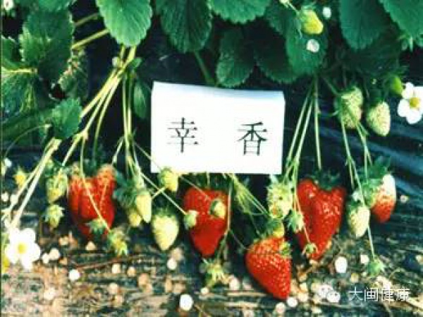 空心草莓都是用激素催熟的嗎？這幾種草莓不能買！