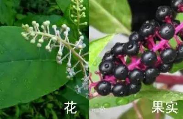 廈門人注意！春天這些野菜不是想吃就能吃!