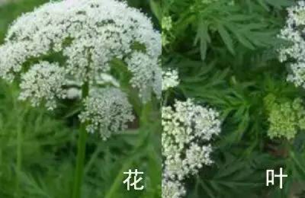 廈門人注意！春天這些野菜不是想吃就能吃!