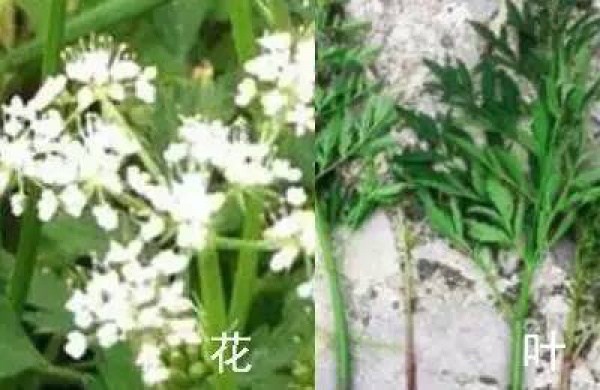 廈門人注意！春天這些野菜不是想吃就能吃!