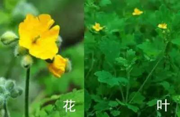 廈門人注意！春天這些野菜不是想吃就能吃!