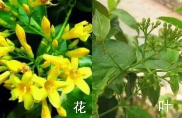 廈門人注意！春天這些野菜不是想吃就能吃!