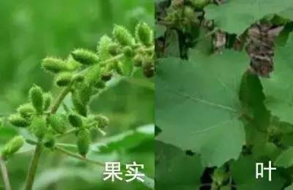 廈門人注意！春天這些野菜不是想吃就能吃!