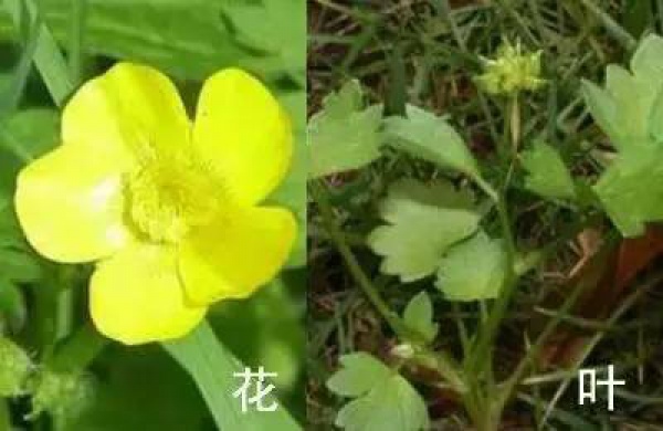 廈門人注意！春天這些野菜不是想吃就能吃!
