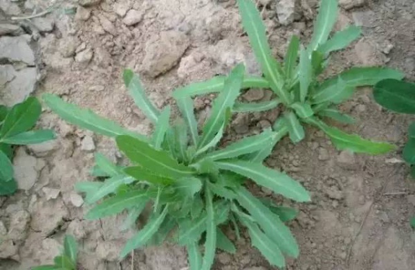 廈門人注意！春天這些野菜不是想吃就能吃!