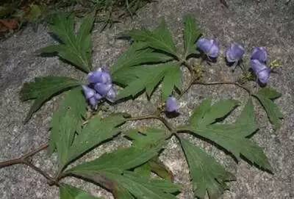 廈門人注意！春天這些野菜不是想吃就能吃!
