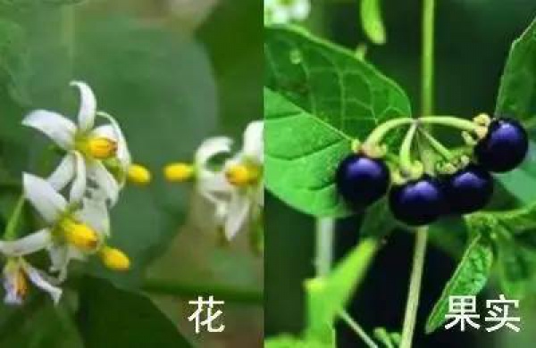 廈門人注意！春天這些野菜不是想吃就能吃!