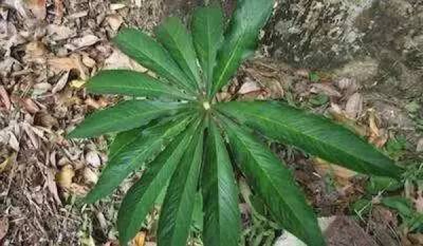 廈門人注意！春天這些野菜不是想吃就能吃!