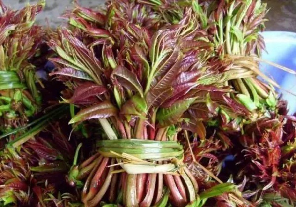 廈門人注意！春天這些野菜不是想吃就能吃!