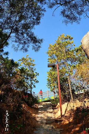 翔安這香山50畝花海綻放