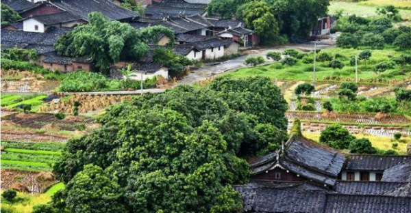 集美周邊游丨這個(gè)“明朝荔枝”火了600年，落在這個(gè)古鎮(zhèn)！