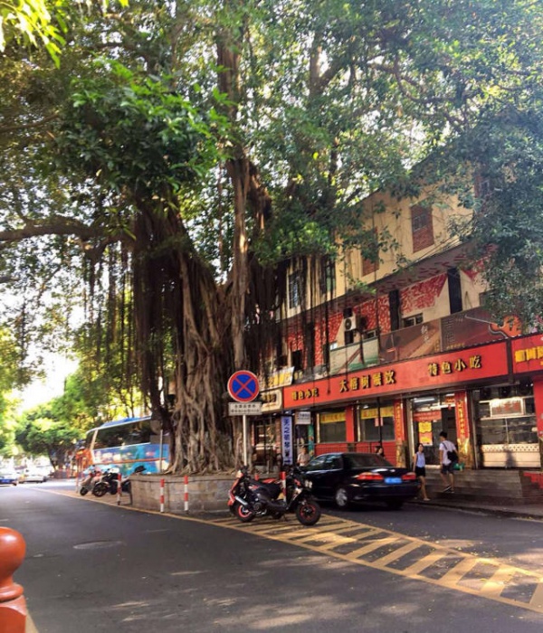 從前，學(xué)村有個(gè)地方叫石鼓路大榕樹(shù)……今天大榕樹(shù)搬家了！