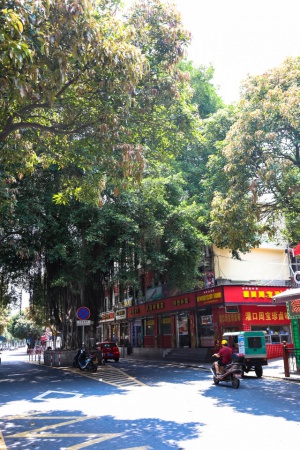 學(xué)村印象｜原來，石鼓路不僅有大榕樹，還有個“小巴黎”……