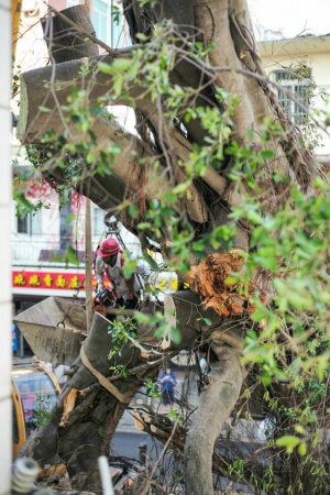 學(xué)村印象｜原來，石鼓路不僅有大榕樹，還有個“小巴黎”……