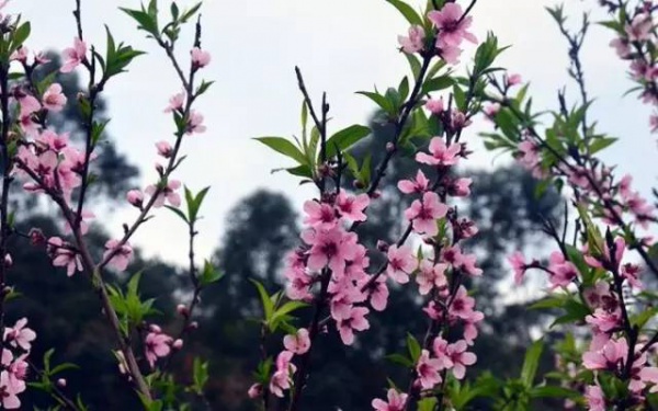 【￥99元|每周六發團】桃花島-欣賞桃花李花；古山重-艷遇最美油菜花開1日游