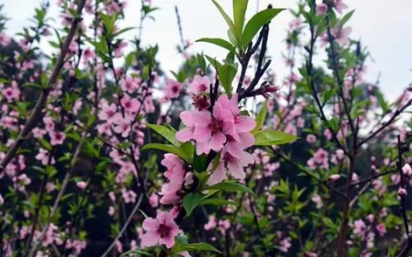 【￥99元|每周六發團】桃花島-欣賞桃花李花；古山重-艷遇最美油菜花開1日游