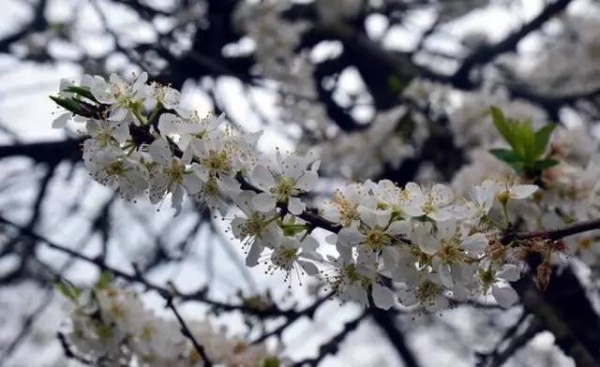 【￥99元|每周六發團】桃花島-欣賞桃花李花；古山重-艷遇最美油菜花開1日游