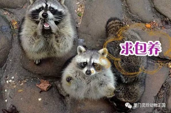 探索新奇的動(dòng)物知識(shí)和傳統(tǒng)的古龍醬文化，來(lái)場(chǎng)一日游吧！