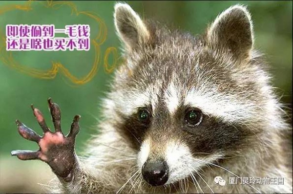 探索新奇的動(dòng)物知識(shí)和傳統(tǒng)的古龍醬文化，來(lái)場(chǎng)一日游吧！