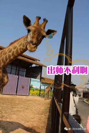 探索新奇的動(dòng)物知識(shí)和傳統(tǒng)的古龍醬文化，來(lái)場(chǎng)一日游吧！