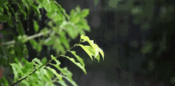 春分丨廈門(mén)要正式進(jìn)入雨季了！想要春游有哪些地方可以選擇呢？