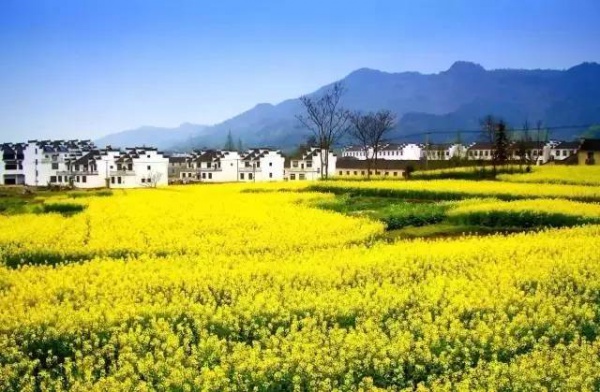 春分丨廈門(mén)要正式進(jìn)入雨季了！想要春游有哪些地方可以選擇呢？