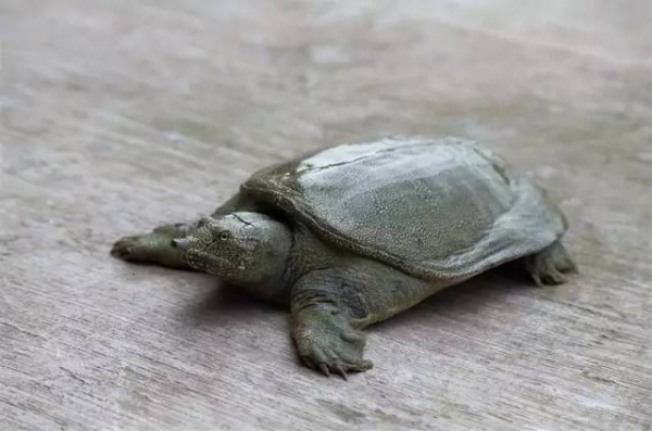 中國六大靈性動物，不可殺，不可食！