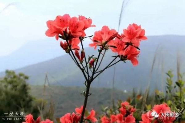 去玩|廈門云頂山火了！原因竟是因?yàn)橛成郊t又雙叒叕紅了...