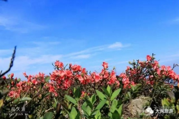 去玩|廈門云頂山火了！原因竟是因?yàn)橛成郊t又雙叒叕紅了...
