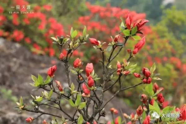 去玩|廈門云頂山火了！原因竟是因?yàn)橛成郊t又雙叒叕紅了...