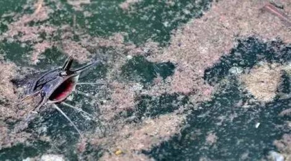 空心菜最毒？鯰魚最臟？西紅柿與蝦蟹會產生砒霜？答案來了