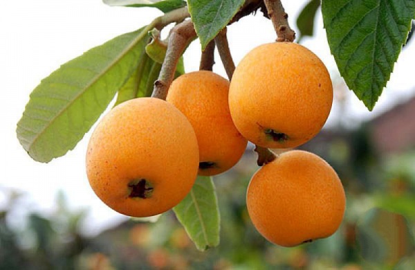 清涼山生態(tài)園_<a style=