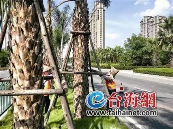 緊急！廈門沿海景區(qū)17點前關閉！動車停運！輪渡停航！航班取消！碼頭停運！納沙將登陸廈門—霞浦沿海！