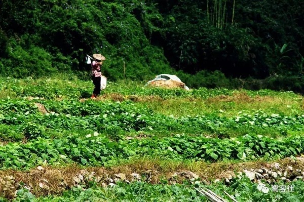 南安官橋曙光村（一）：向北，向北，直到那飄蕩著地瓜香的土地