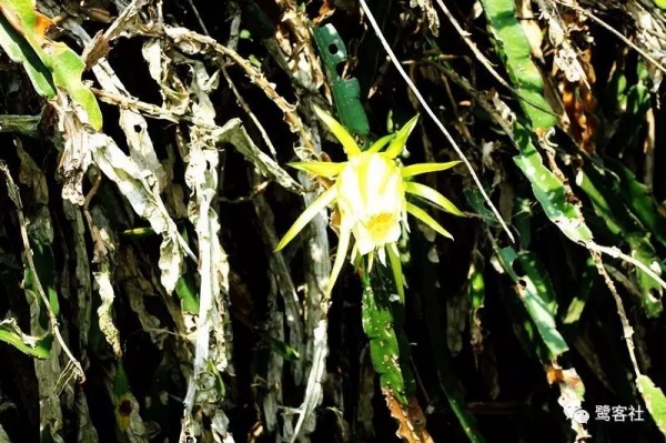 南安官橋曙光村（一）：向北，向北，直到那飄蕩著地瓜香的土地