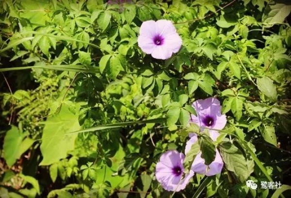 南安官橋曙光村（一）：向北，向北，直到那飄蕩著地瓜香的土地