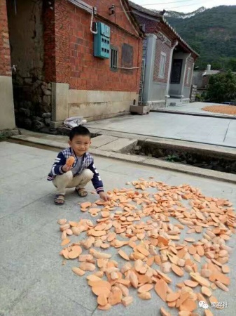 南安官橋曙光村（一）：向北，向北，直到那飄蕩著地瓜香的土地